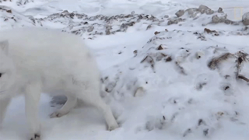 Arctic Fox Step Back Scared GIF