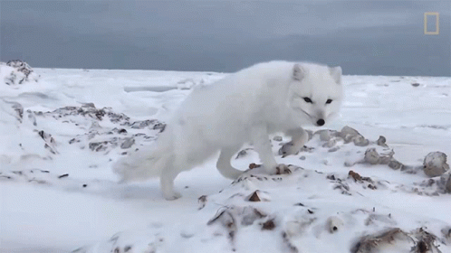 Arctic Fox Walking Around GIF