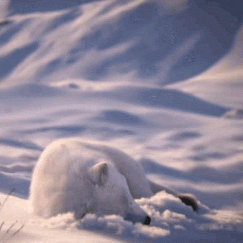 Arctic Fox Woke Up Startled GIF