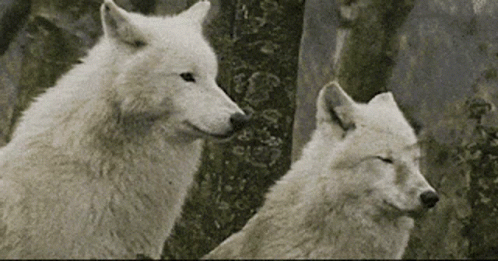 Arctic Wolf Couple Love GIF