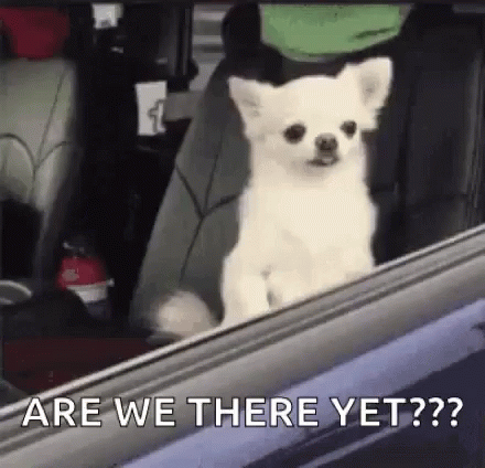 Are We There Yet Two Chihuahua GIF