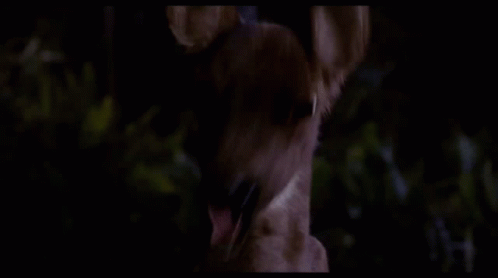 Are We There Yet Funny Deer GIF