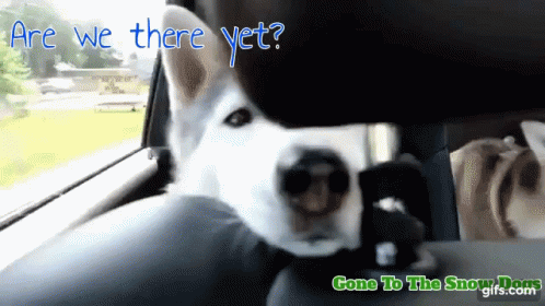 Are We There Yet Dog In Car GIF