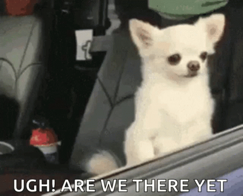 Are We There Yet Asked Brown Puppy GIF