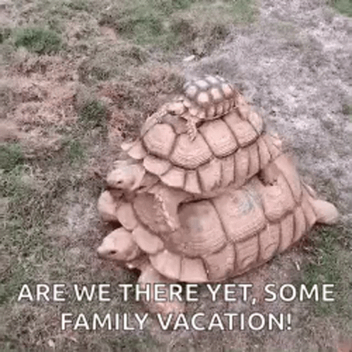 Are We There Yet Turtle Family Vacation GIF