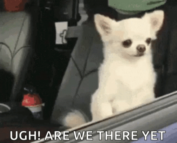 Are We There Yet Asked Brown Puppy GIF