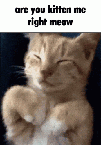 Are You Kitten Me Right Meow GIF