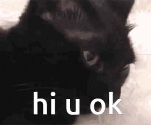 Are You Ok Black Cat GIF
