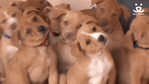 Are You Ok From Cute Dogs GIF