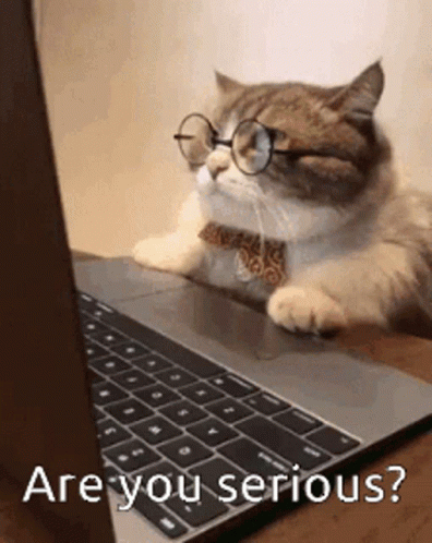 Are You Serious Angry Cat GIF