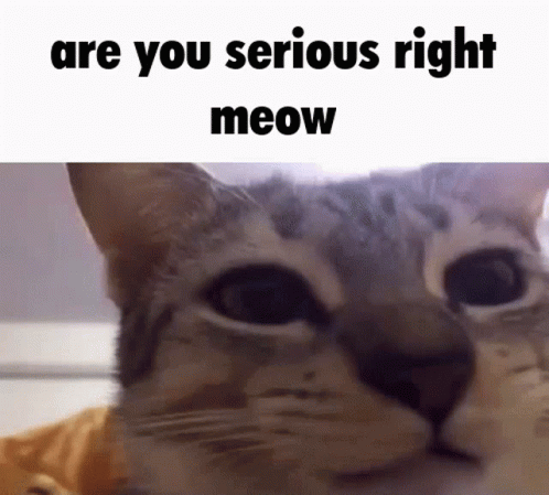 Are You Serious Funny Cat Meme GIF