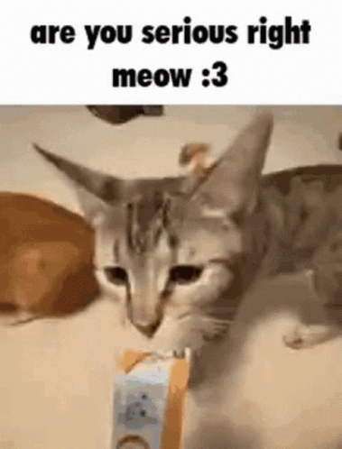 Are You Serious Right Meow GIF