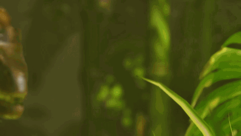 Ark Survival Ascended Fighting Dinosaur GIF