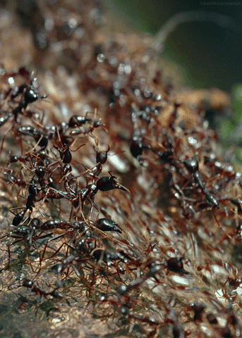 Army Ants Insect GIF