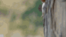 Arnold Schwarzenegger Rambo Observing GIF