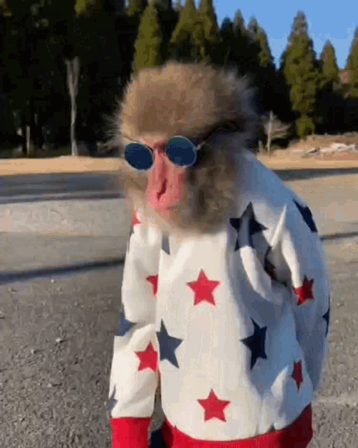 Arrogant Stylish Monkey GIF