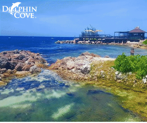 Aruba Puerto Seco Beach Dolphin Cove GIF