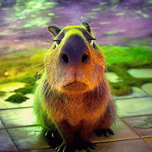 Capybara Gif File 5166kb GIF