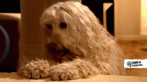 Ashamed Dog Bows Head GIF