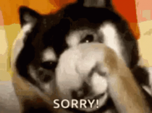 Ashamed Sorry Husky GIF