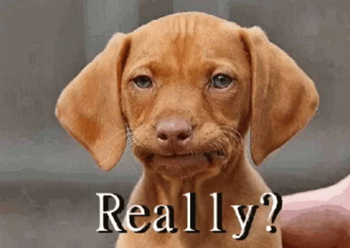 Ashamed The Dog Is Not Happy GIF