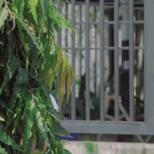 Asian Peeping Tom Spying Behind Bushes GIF