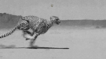 Asiatic Cheetah Running Fast GIF