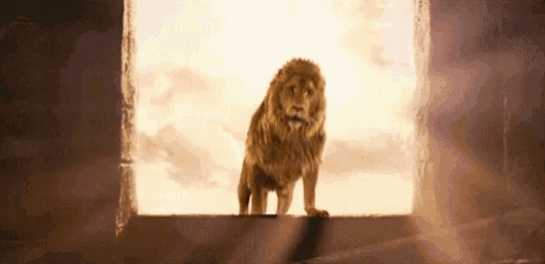 Aslan Lion Gif GIF