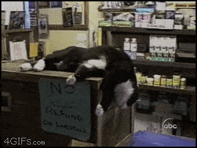 Asleep Dog Fall GIF