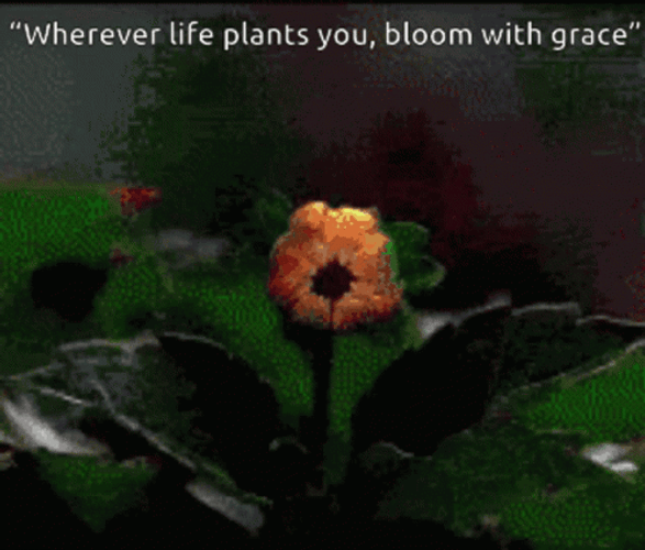 Aster Flower Blooming GIF