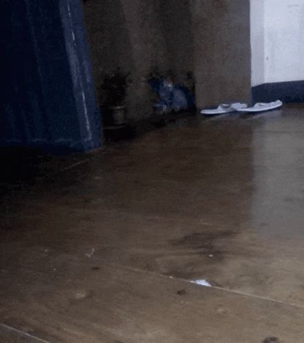 Attack Cat Running GIF