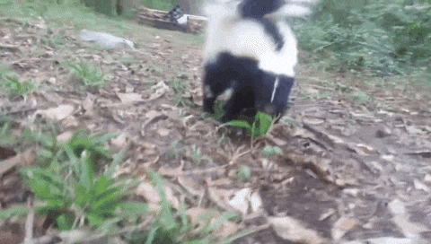 Attacking Skunk Cuddled GIF