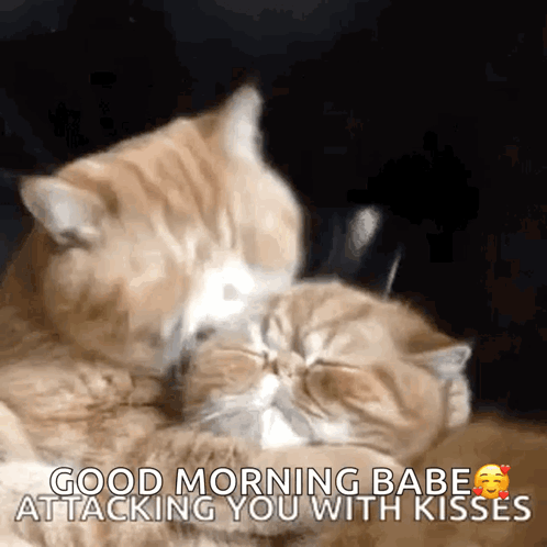 Attacking You With Morning Kisses GIF