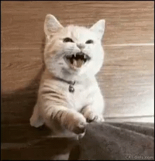Cute Cat Asking For Attention GIF