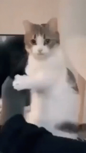 Cat Seeking For Attention GIF