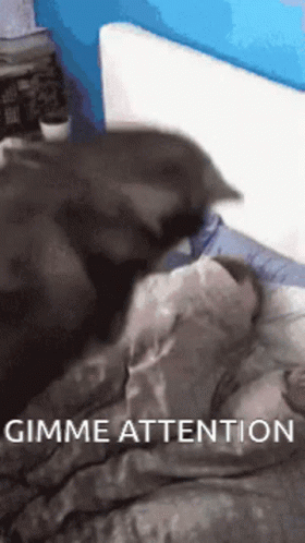 Cat Saying Gimme Attention GIF