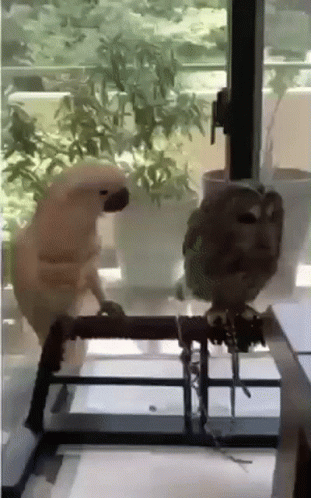 Cockatoo Needing Attention GIF