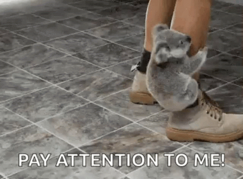 Clingy Koala Pay Attention To Me GIF