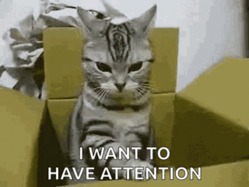 Mad Cat Wants Attention GIF
