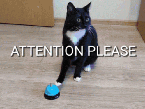 Cat Attention Please GIF