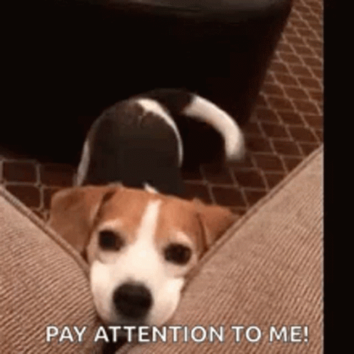 Cute Dog Pay Attention GIF