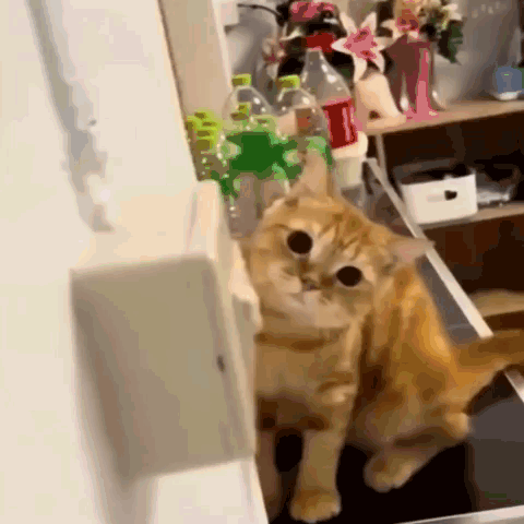 Cute Cat Attitude Prank GIF