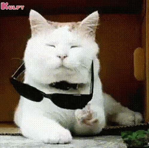 Attitude Cool Cat Sunglasses Deal With It GIF