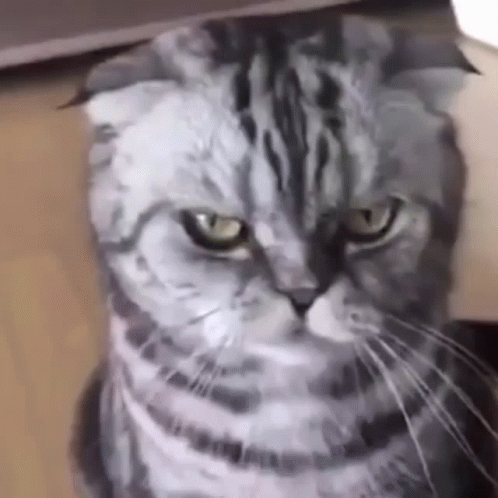 Grumpy Cat Attitude Whiskers Not Funny GIF