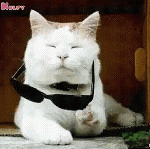 Attitude Cool Cat Sunglasses Deal With It GIF
