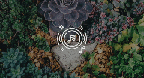Audio Spectrum Succulent Flowers GIF