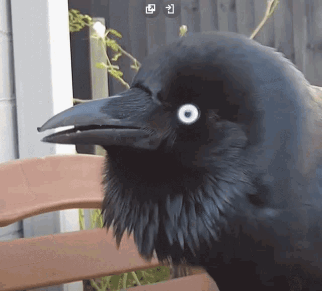 Australian Raven Gif GIF