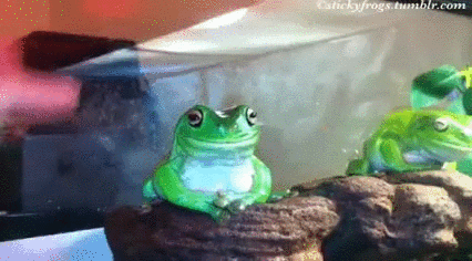 Autralian Green Tree Frog Poke GIF