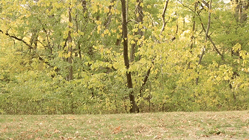 Autumn Cartwheel GIF