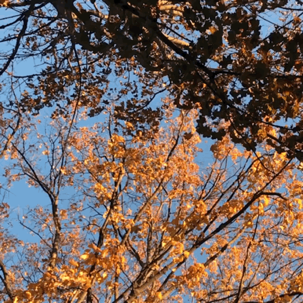 Autumn Fall Leaves GIF